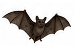 Bats