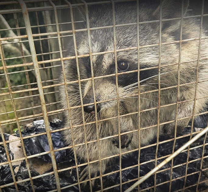 raccoon 