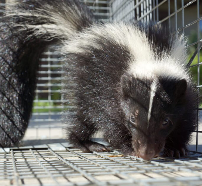 raccoon 